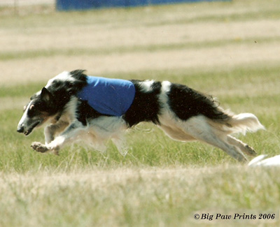 Top Versatility Borzoi 2007